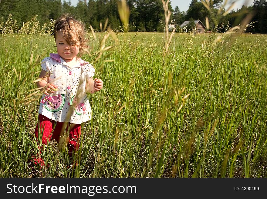 A little girl walking in a field of tall grass. A little girl walking in a field of tall grass