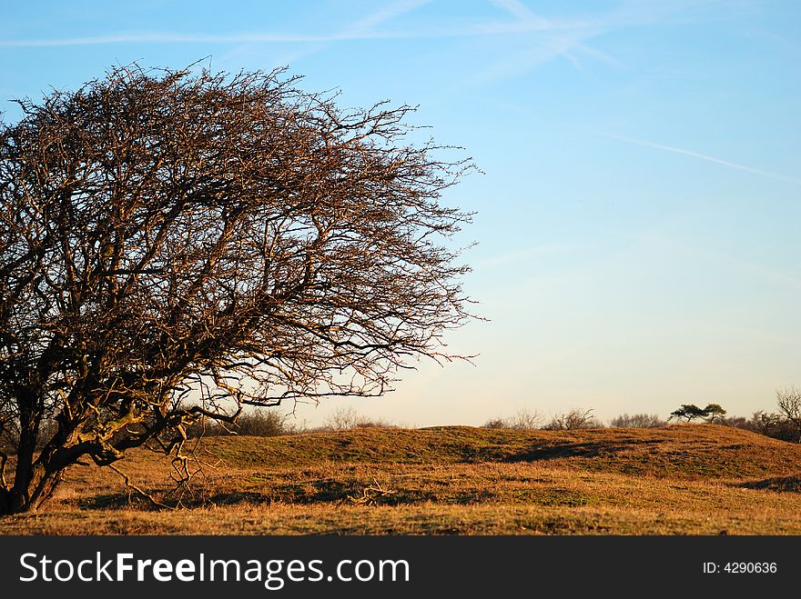 Tree In Dunes Spring Time