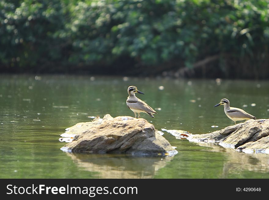 Two heron are standing on the stone. Two heron are standing on the stone