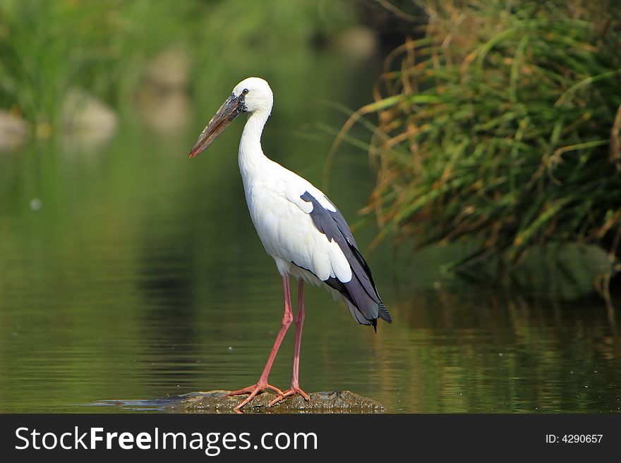 Open bill Stork is strolling around for food