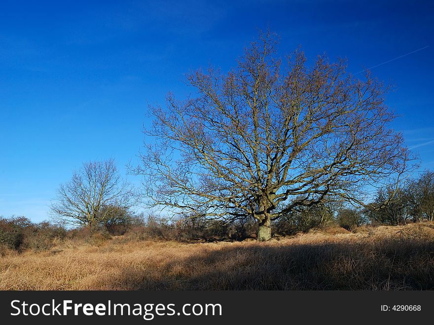 Bald tree in morning light of spring sun. Bald tree in morning light of spring sun.