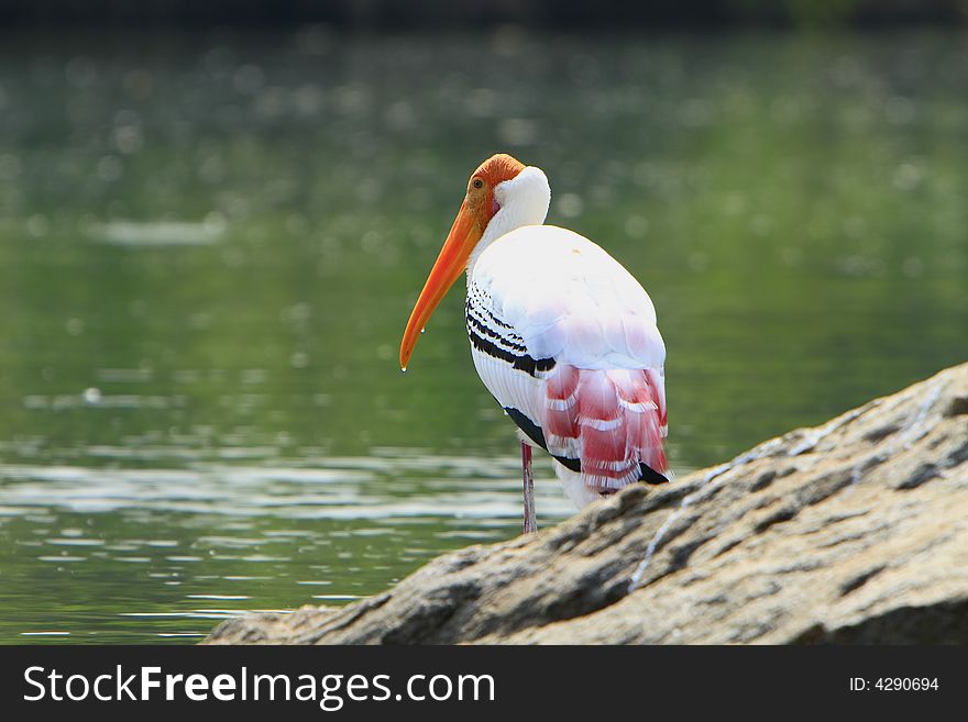 Painted Stork is strolling around for food