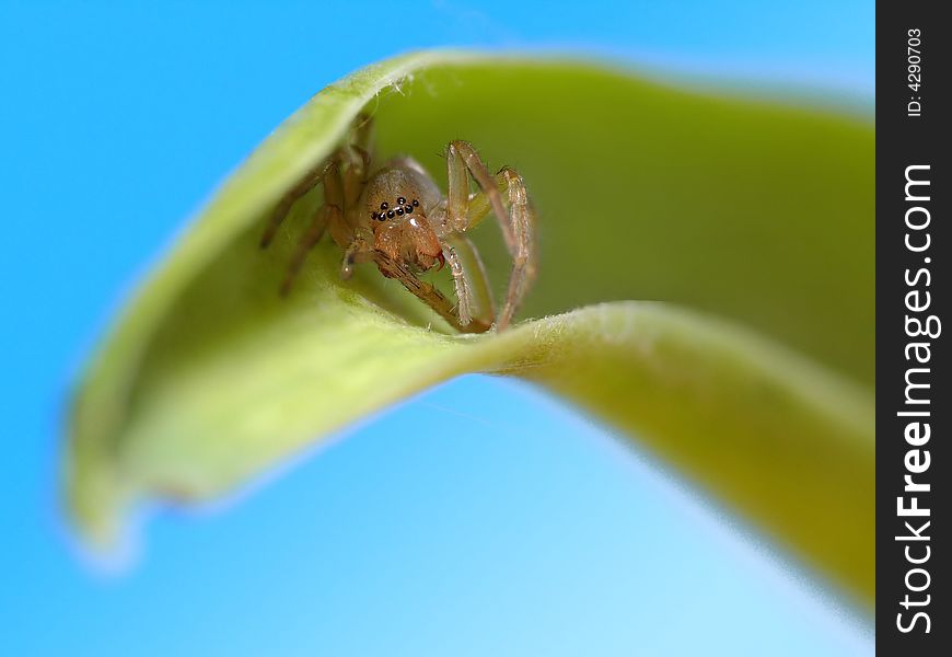 This flattummy spider is cleaning his legs, but it looks like he is eating them. This flattummy spider is cleaning his legs, but it looks like he is eating them.