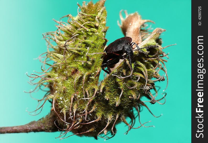 This black beetle is climbing a nut shell. It looks a bit funny so I made a picture of it. This black beetle is climbing a nut shell. It looks a bit funny so I made a picture of it.