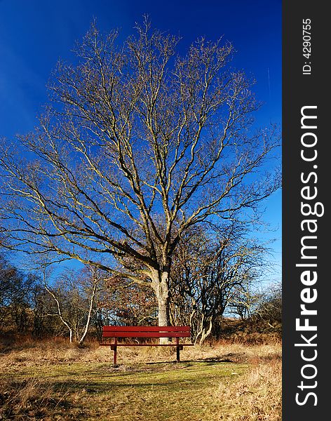 Tree In Dunes With A Bench