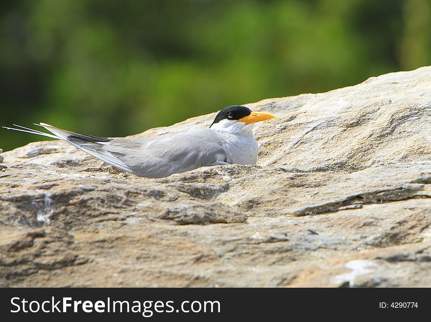 River Tern (Sterna aurantia) is a bird in the tern family . It is a resident breeder along inland rivers from Iran east through Pakistan into India and Myanmar to Thailand, where it is uncommon. Unlike most Sterna terns, it is almost exclusively found on freshwater, rarely venturing even to tidal creeks.