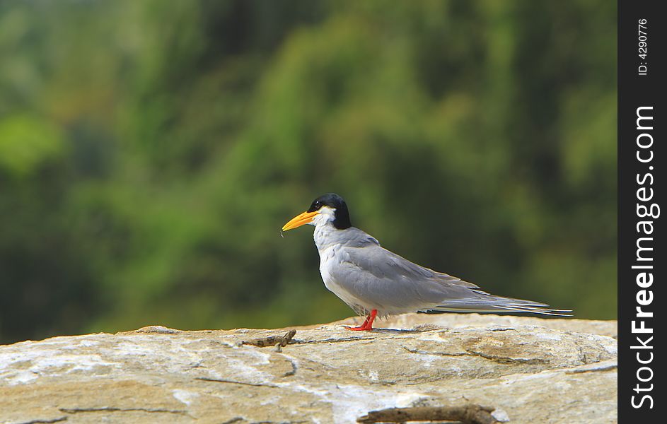 River Tern (Sterna aurantia) is a bird in the tern family . It is a resident breeder along inland rivers from Iran east through Pakistan into India and Myanmar to Thailand, where it is uncommon. Unlike most Sterna terns, it is almost exclusively found on freshwater, rarely venturing even to tidal creeks.