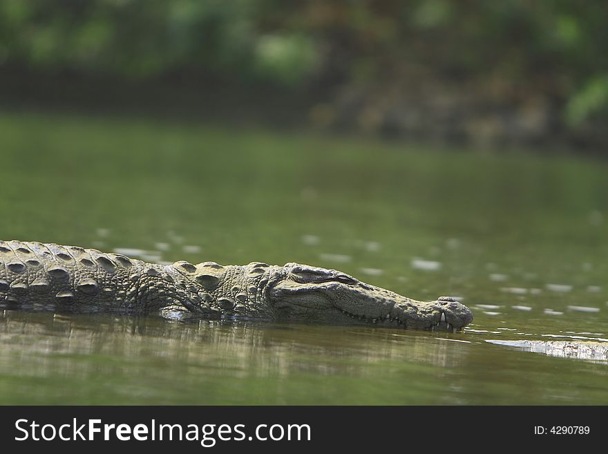 This crocodile was just is enjoying the early morning sun. The Slow and Silent movement is dangerously amazing
