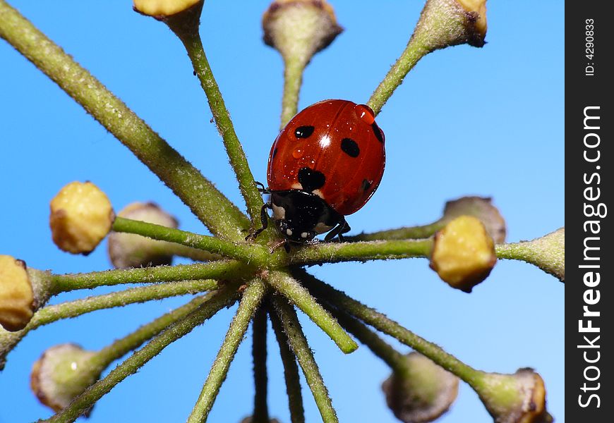 This poor lady bug was covered with raindrops. He really needs an umbrella. This poor lady bug was covered with raindrops. He really needs an umbrella.