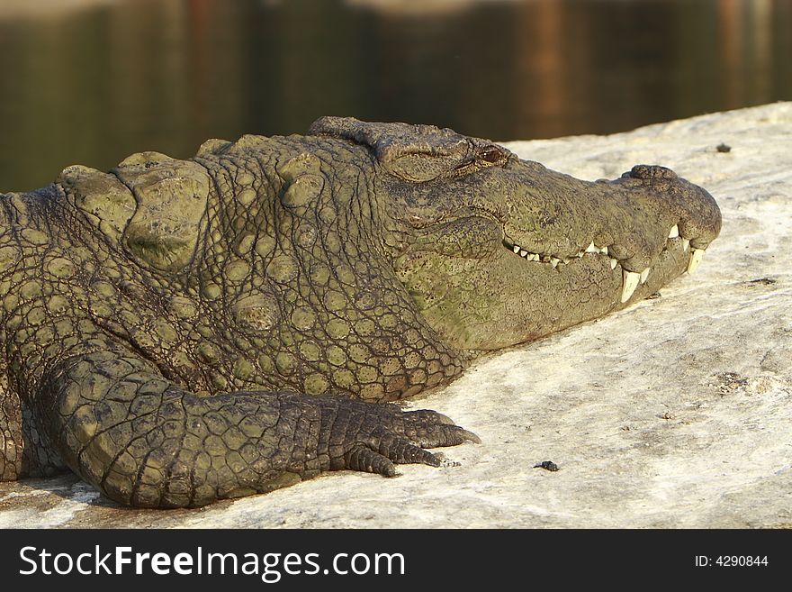 This crocodile was just is enjoying the early morning sun. The Slow and Silent movement is dangerously amazing