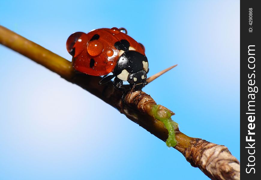 This poor lady bug was covered with raindrops. He really needs an umbrella. I hope you like it with the blue background. This poor lady bug was covered with raindrops. He really needs an umbrella. I hope you like it with the blue background.