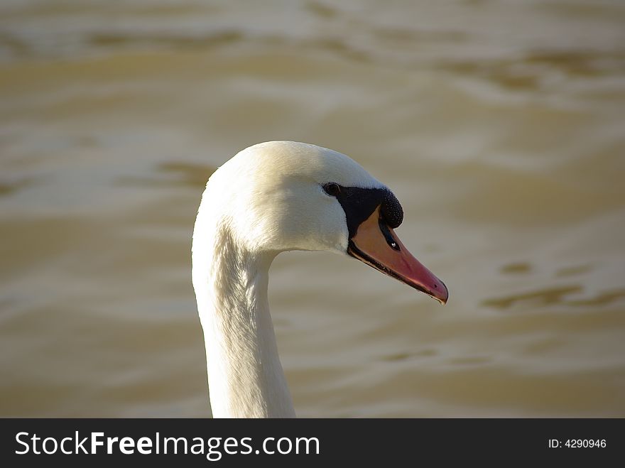 A White Swan Head