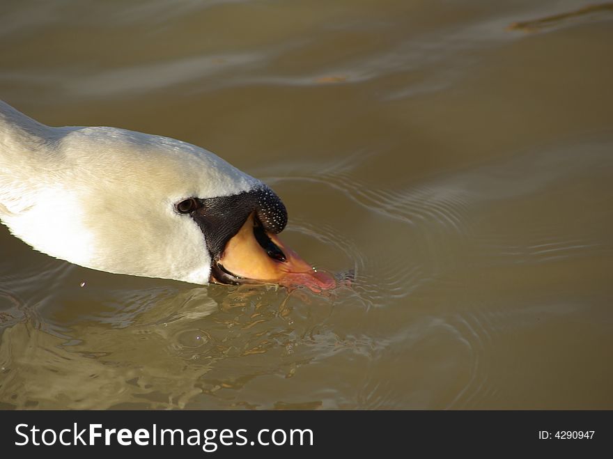 A pretty white swan head is under the water. A pretty white swan head is under the water