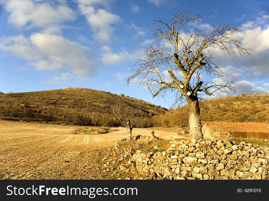 Lonely tree in spanish field