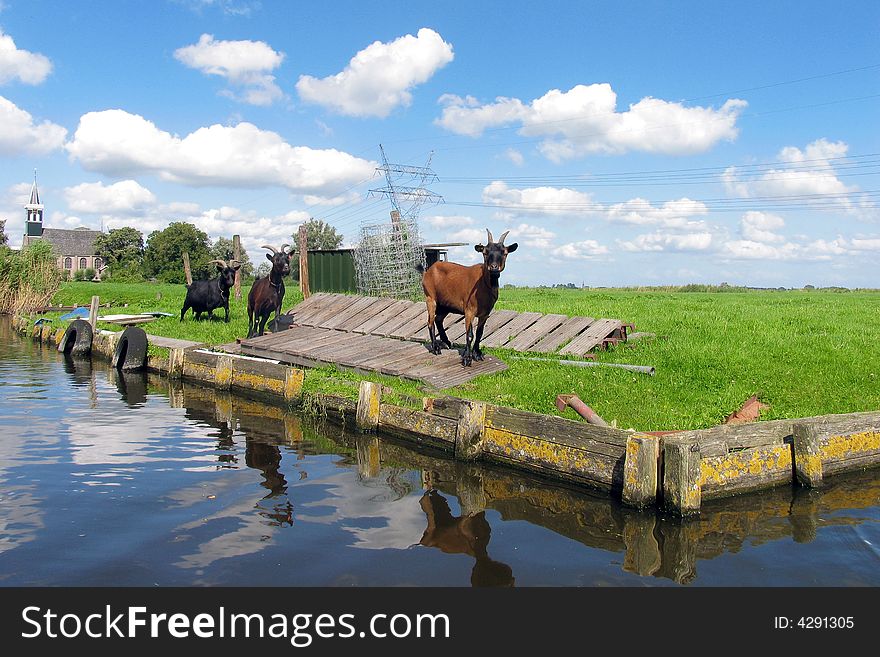 Goats grazing in green pasture near a canal or waterway. Goats grazing in green pasture near a canal or waterway.