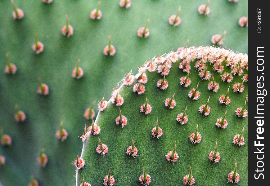 Close-up of a prickly pear cactus ( Opuntia ficus-indica )