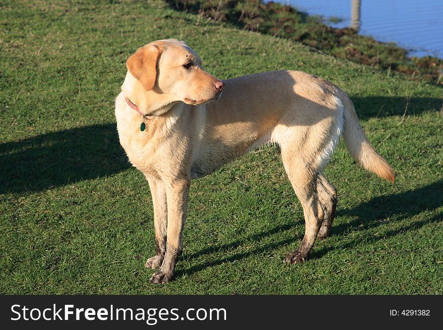 Cream labrador breed dog with muddy paws.