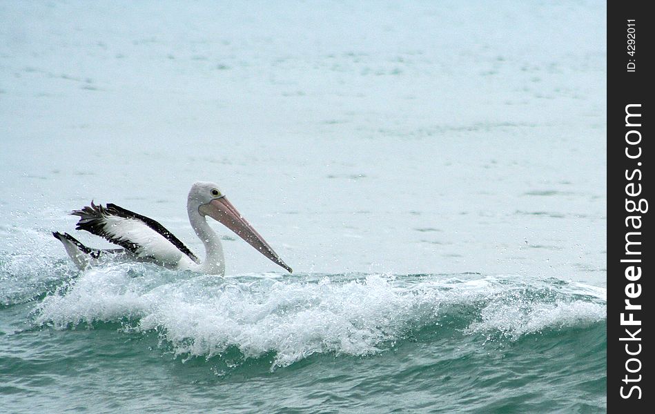 Pelican in the Pacific Ocean