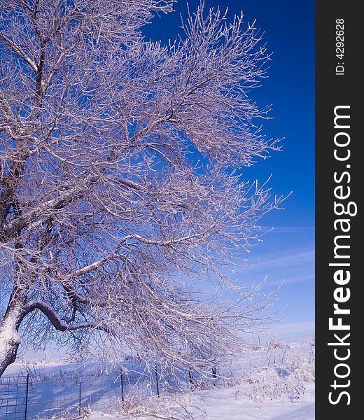 Frosted branches and a blue sky on a rural farm road. Frosted branches and a blue sky on a rural farm road