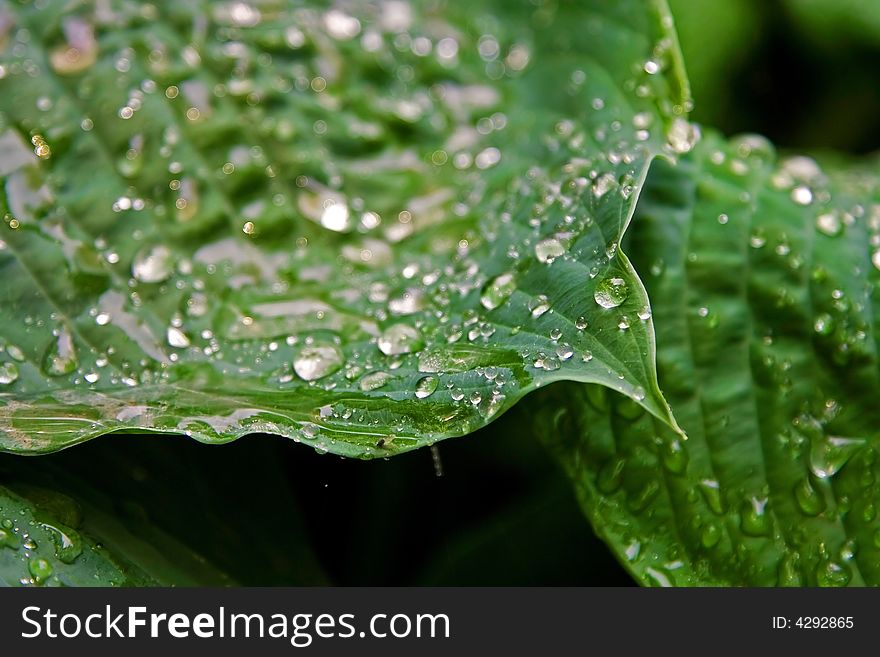 Big green leafs with drops of water after a rain storm. Big green leafs with drops of water after a rain storm