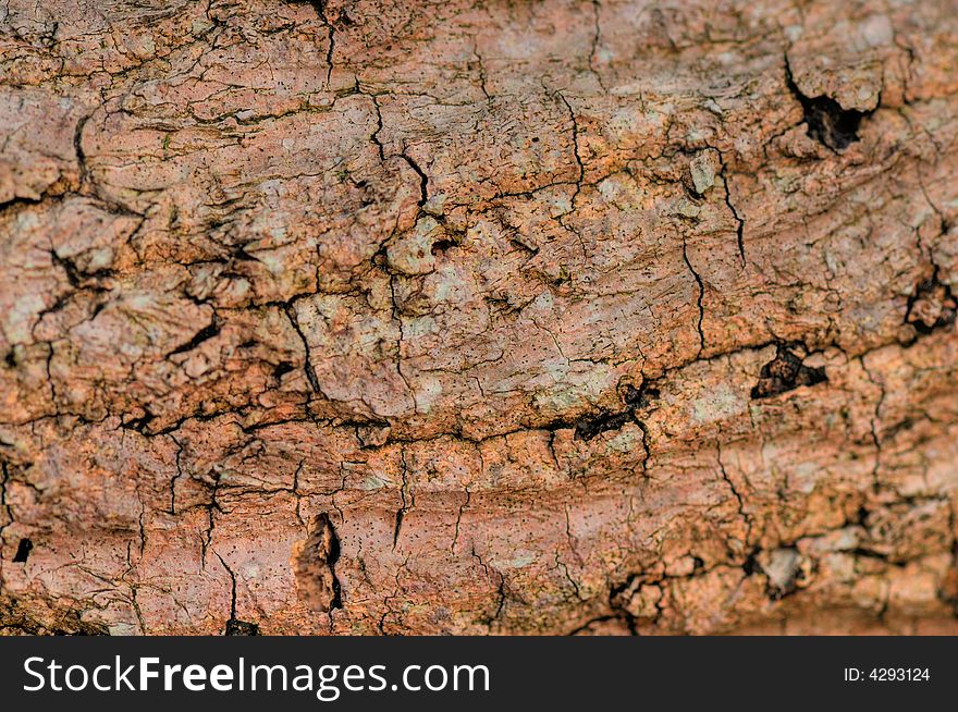 Wood Textures as a background. Wood Textures as a background