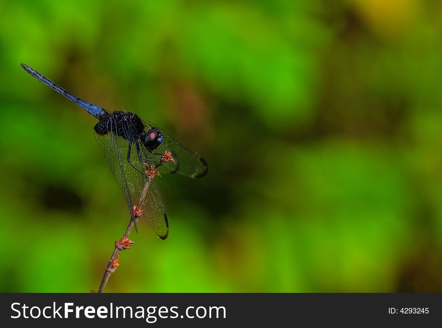 A blue dragonfly on a twig