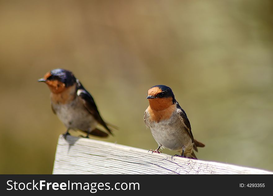 Close up of robins with shallow depth of field