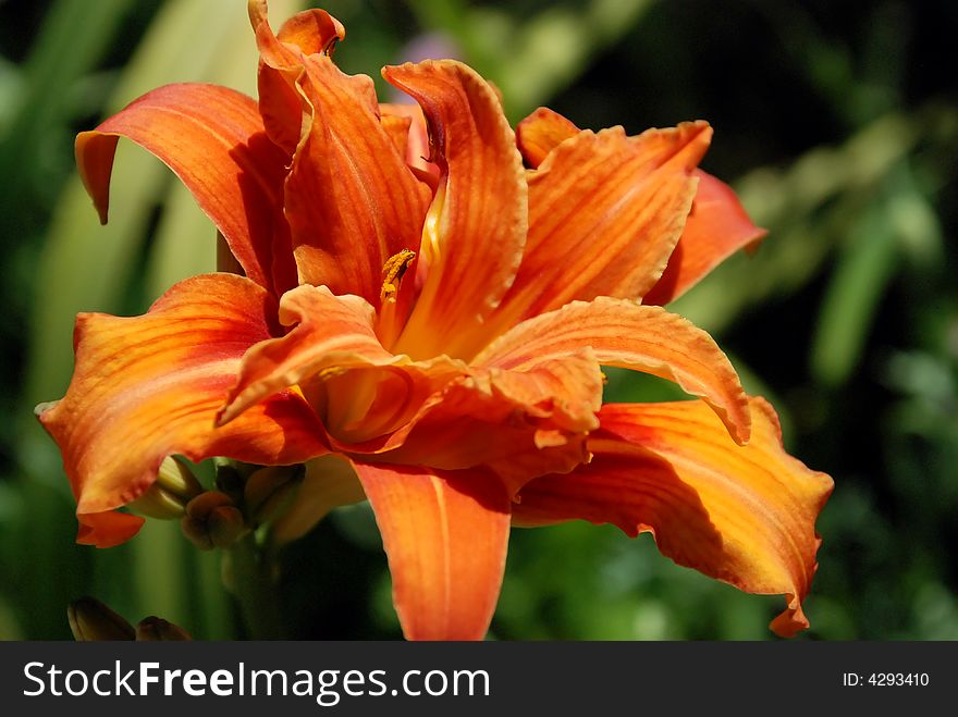 Bright orange flower with yellow stripes on green background