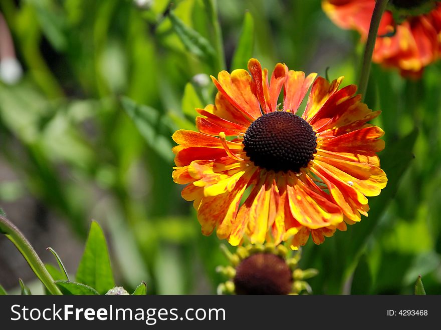 Bright orange flower with pink and yellow and red tips. Bright orange flower with pink and yellow and red tips