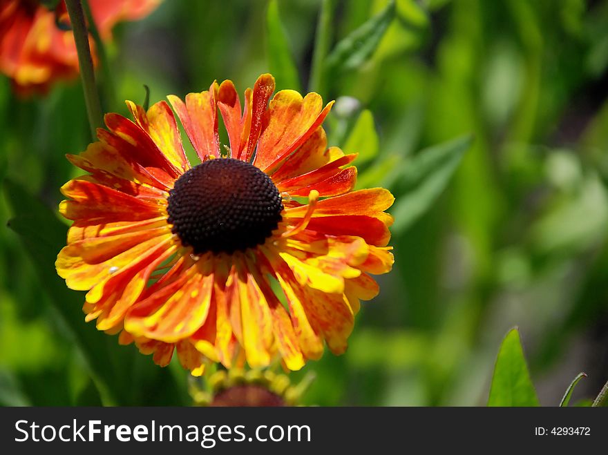 Bright orange flower with pink and yellow and red tips. Bright orange flower with pink and yellow and red tips