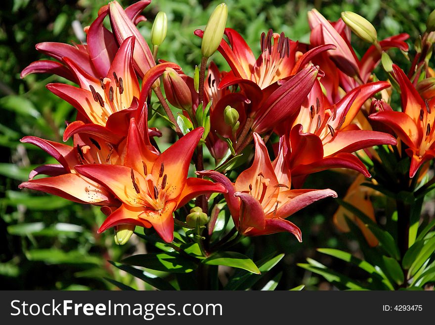 Bright orange star flowers with yellow, red and orange tips. Bright orange star flowers with yellow, red and orange tips