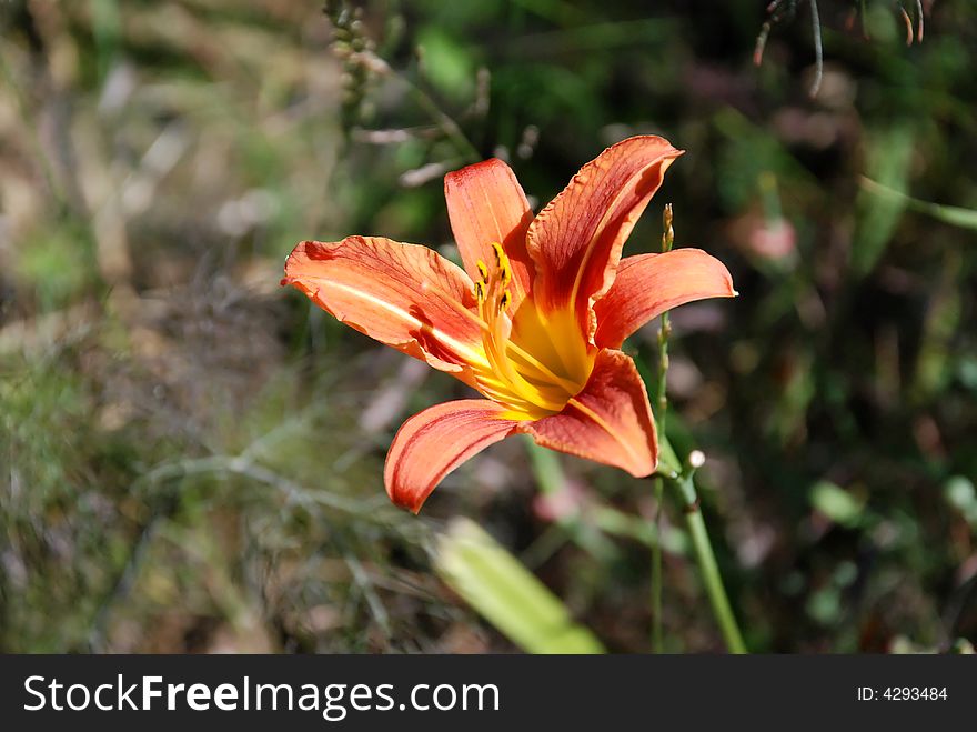Bright orange star flowers with yellow, red and orange tips. Bright orange star flowers with yellow, red and orange tips