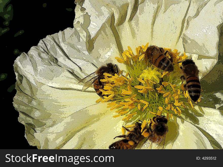 Bees Seek Pollen on White Poppy. Bees Seek Pollen on White Poppy
