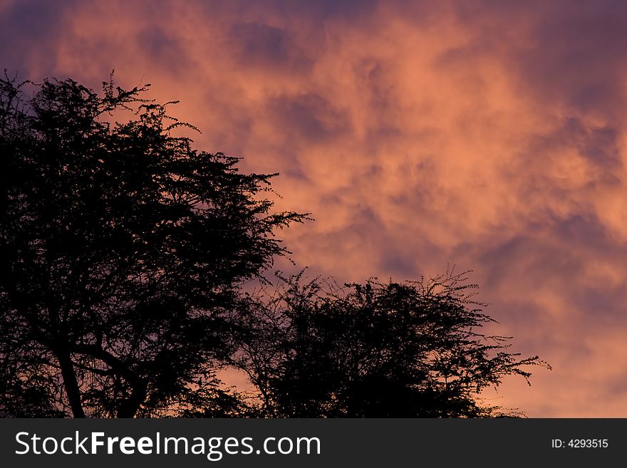 Mesquite trees silhouetted against a pink sunset sky. Mesquite trees silhouetted against a pink sunset sky.