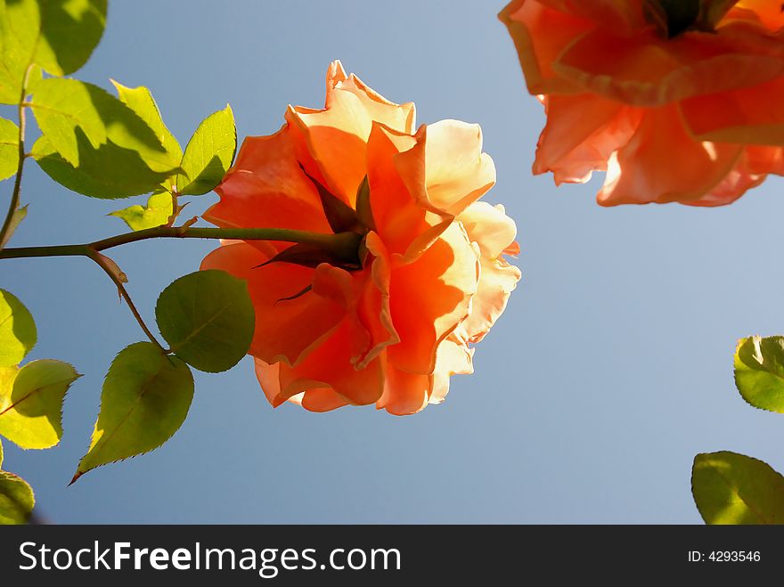 Orange rose as viewed from below to the sky