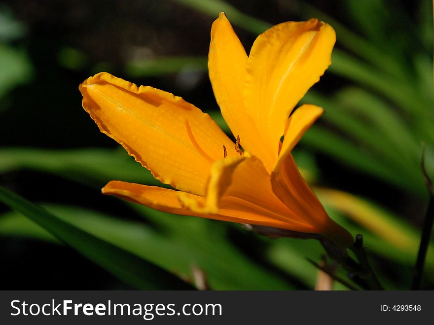 Large orange and red and yellow flower against green. Large orange and red and yellow flower against green