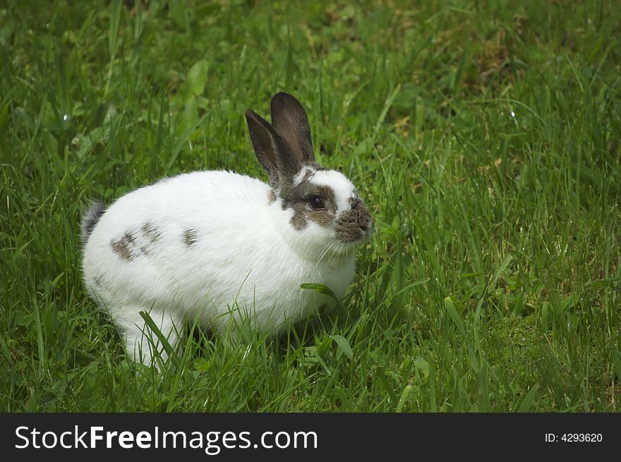 Easter rabbit sitting in fresh spring grass. Easter rabbit sitting in fresh spring grass
