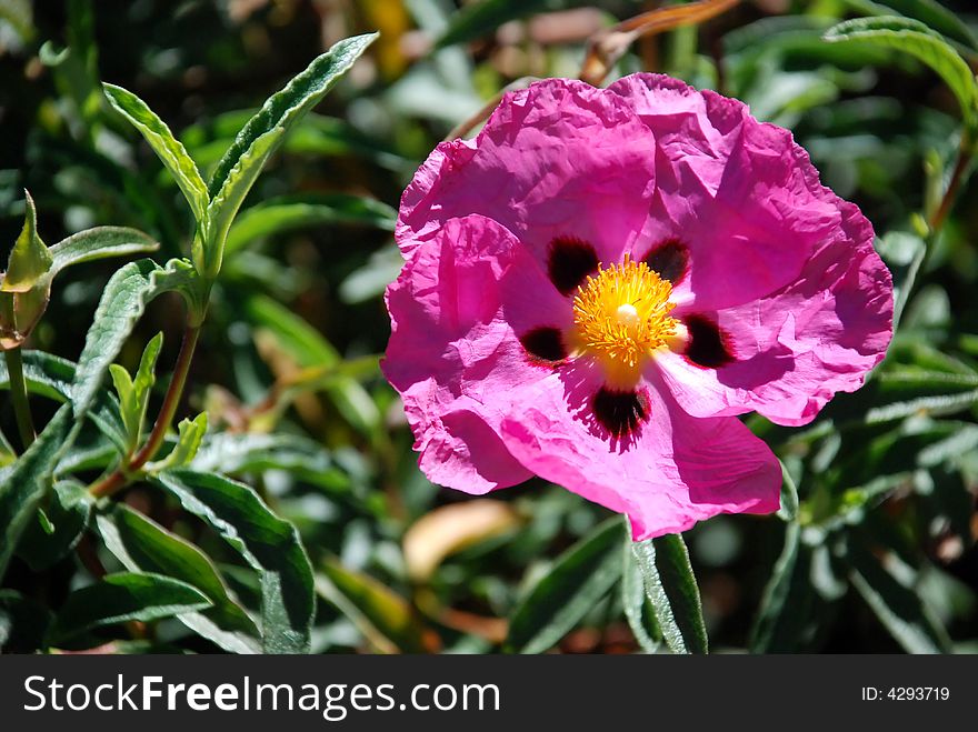 Bright pink flower with a yellow center resembling crumpled paper