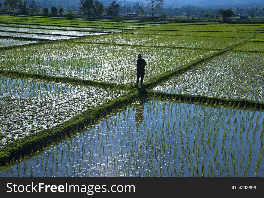 Man in a rice field