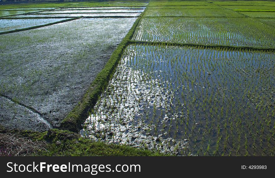 A rice field in northern Thailand