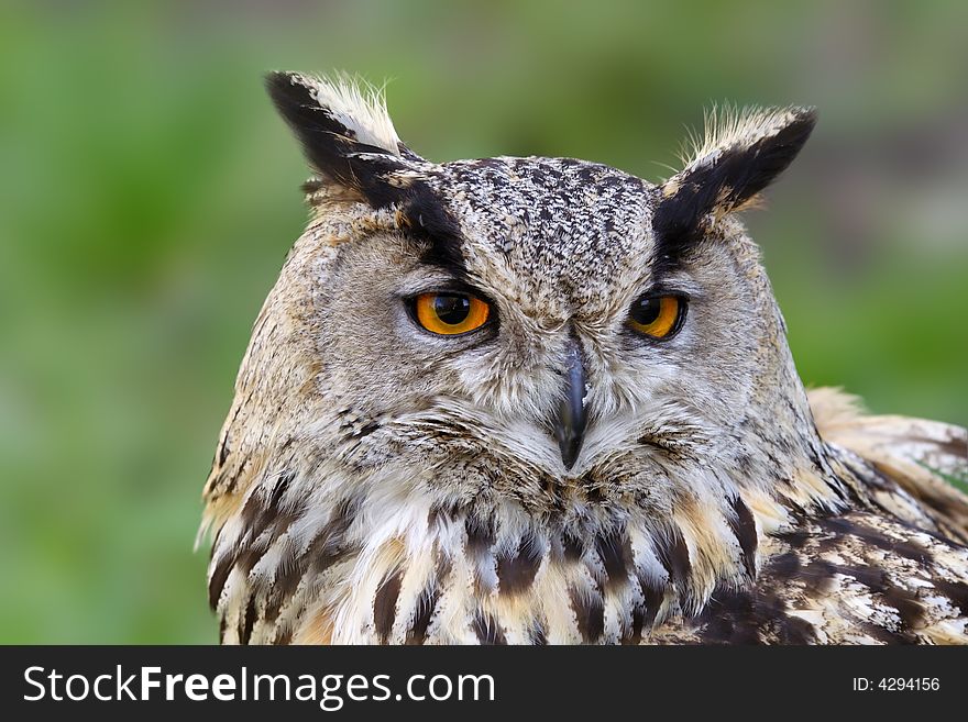 Eagle owl. Russian nature, Voronezh area.