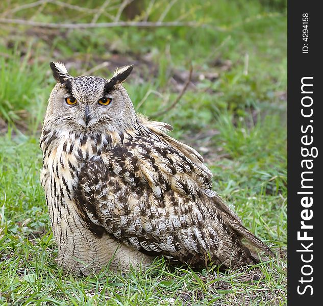 Eagle owl. Russian nature, Voronezh area