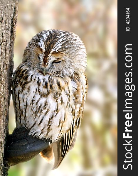 Owl. Russian nature, Voronezh area