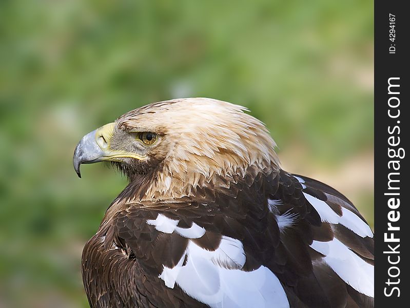 Eagle. Russian nature, Voronezh area