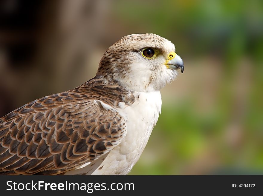 Falcon. Russian nature, Voronezh area. Falcon. Russian nature, Voronezh area