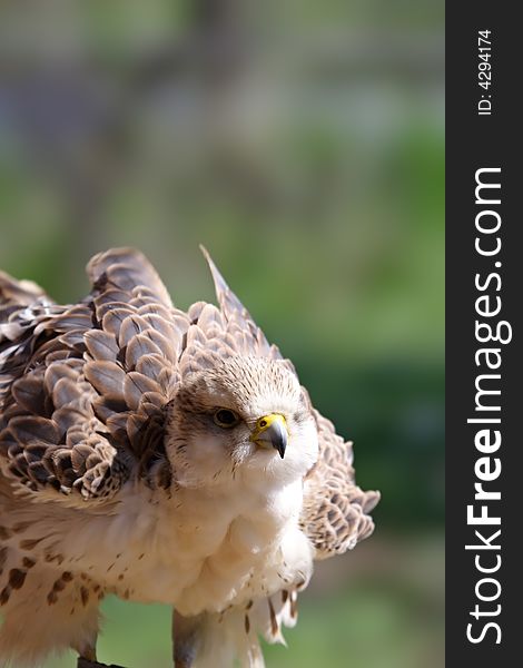 Peregrine Falcon ( Falco Peregrinus )