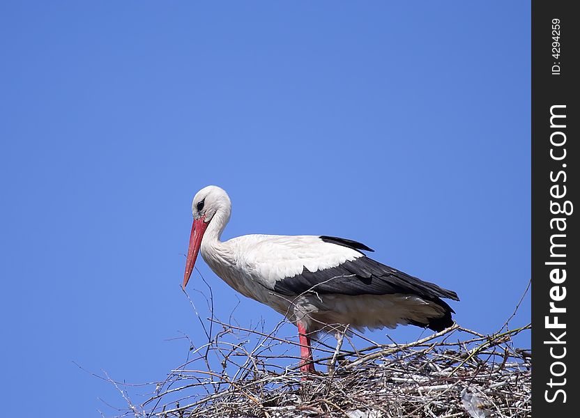 White Stork ( Ciconia ciconia ) on the nest. Russia, Voronezh preserve