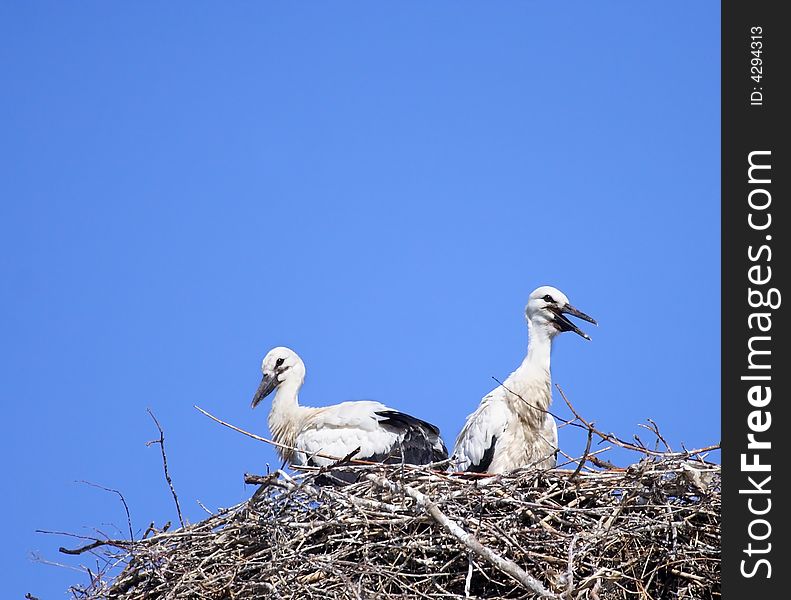 White Stork ( Ciconia ciconia ) on the nest. Russia, Voronezh preserve