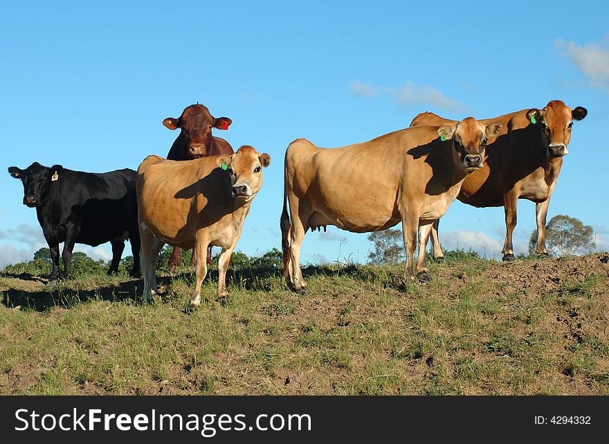 Cows and Bull standing on a bank. Cows and Bull standing on a bank.