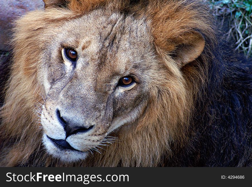 Male lion is staring, looks beautiful and martial. Male lion is staring, looks beautiful and martial